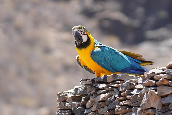Vögel Gran Canaria