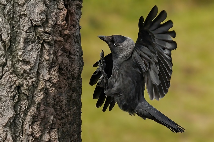 Einheimische Vogelarten in Deuschland Singvögel