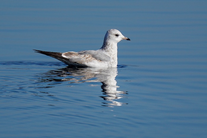 Vögel Echinger Stausee