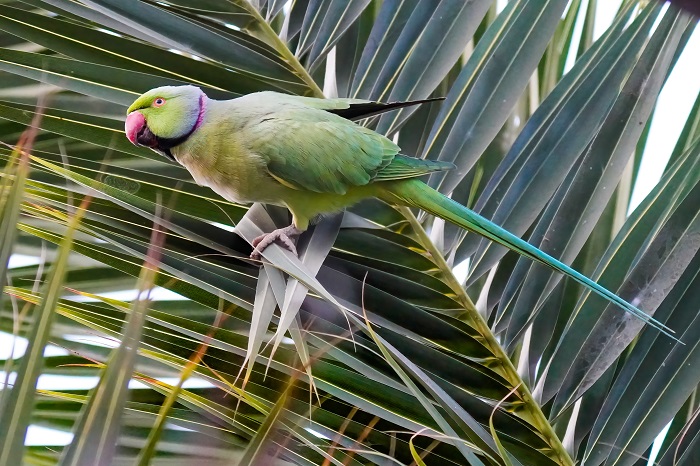 Vögel Kanarische Inseln