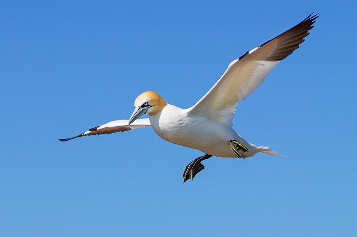 Basstölpel Helgoland Foto