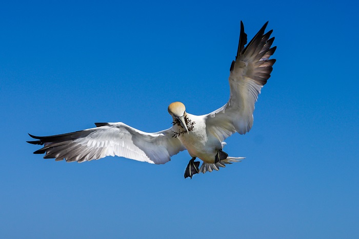 Vogelfotografie Helgoland