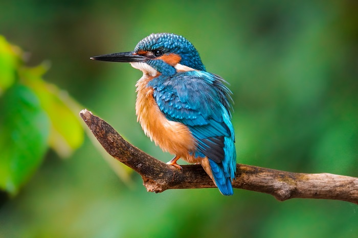 Eisvogel Foto