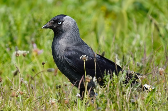 Einheimische Vogelarten in Deuschland Singvögel