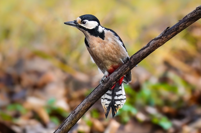 Heimische Vogelarten