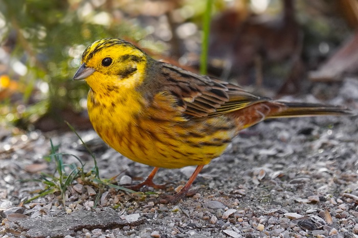 Vögel beobachten Moosmühle