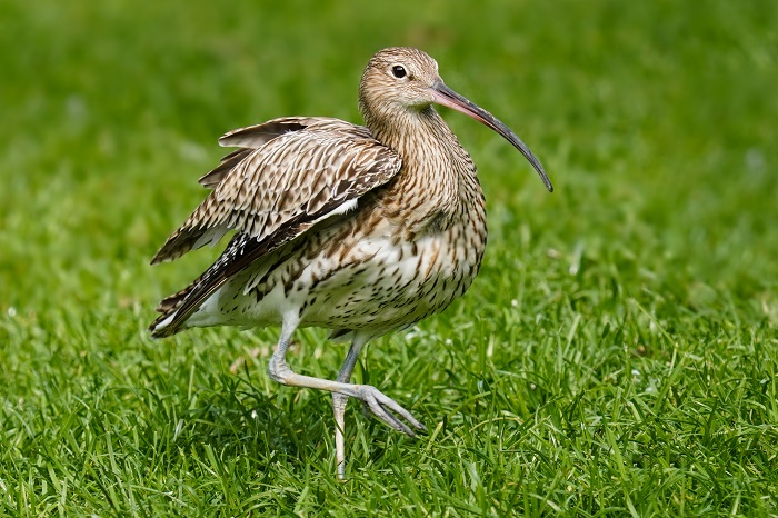 Vogelarten an der Nordsee Wattenmeer