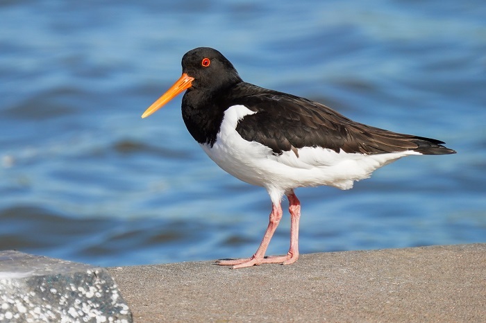 Vogelarten Nordsee Wattenmeer
