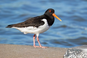 Vogelbeobachtung Ostfriesland