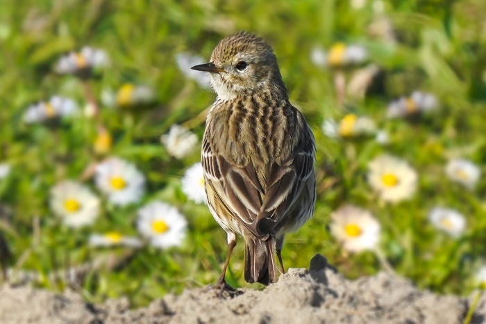 Wiesenpieper