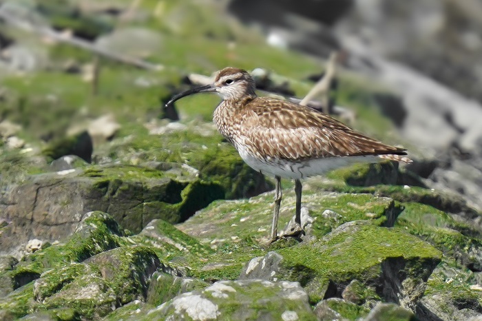 Regenbrachvogel