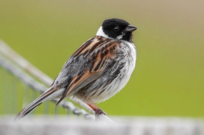 Rohrammer Männchen