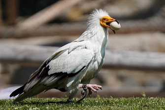 Schmutzgeier