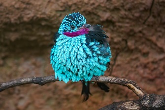 Vogelpark Walsrode Türkisblaue Kotinga