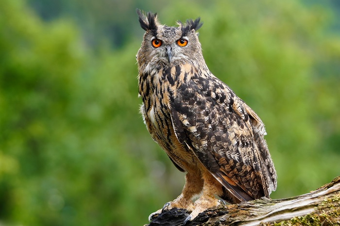 Eulen Hartgummi 2erSet 25cm Greifvögel Vogel Vögel Greifvogel Tiere Eule Uhu 