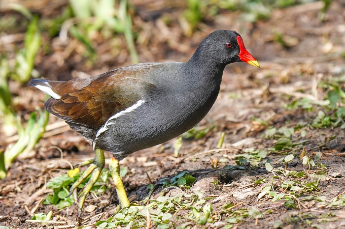 Brutvogelarten der Kanraischen Inseln