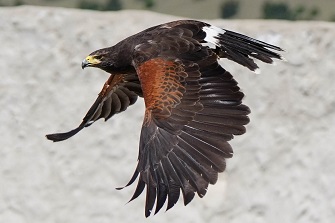 Wüstenbussard