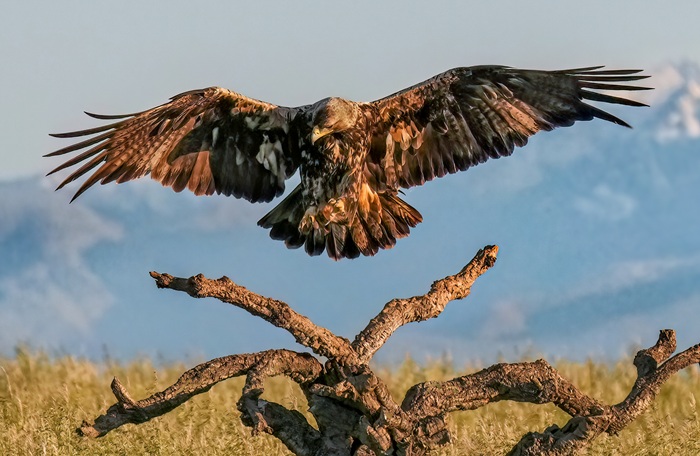 Adler Fotoversteck Adler Fotoansitz