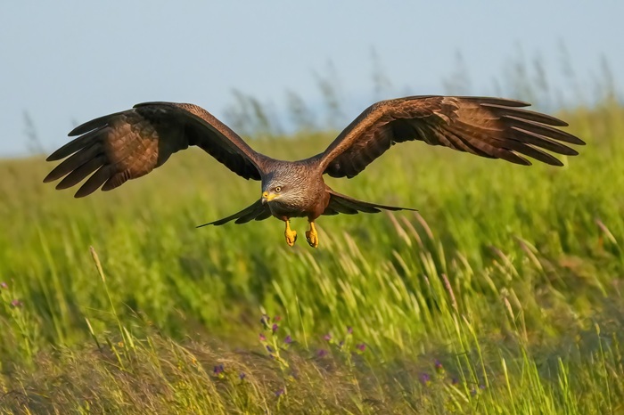 Ansitzfotografie Vögel Spanien