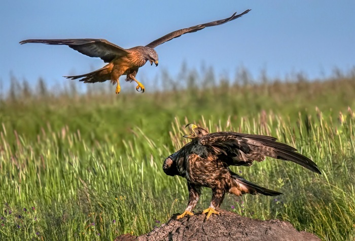 Ansitzfotografie Greifvögel