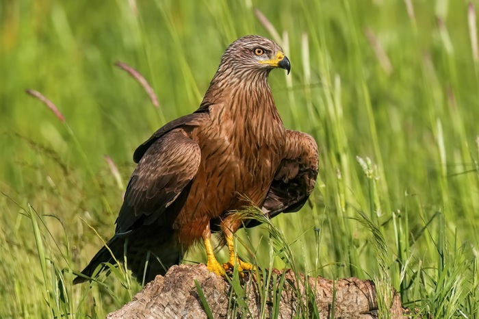 Ansitzfotografie Vögel Spanien