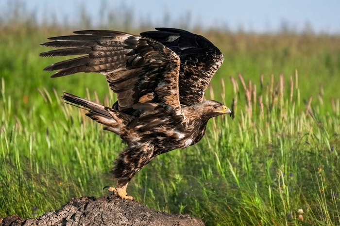 Ansitzfotografie Vögel