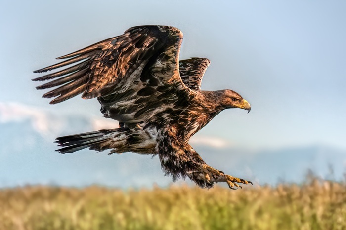 Vogel Ansitzfotografie Reise
