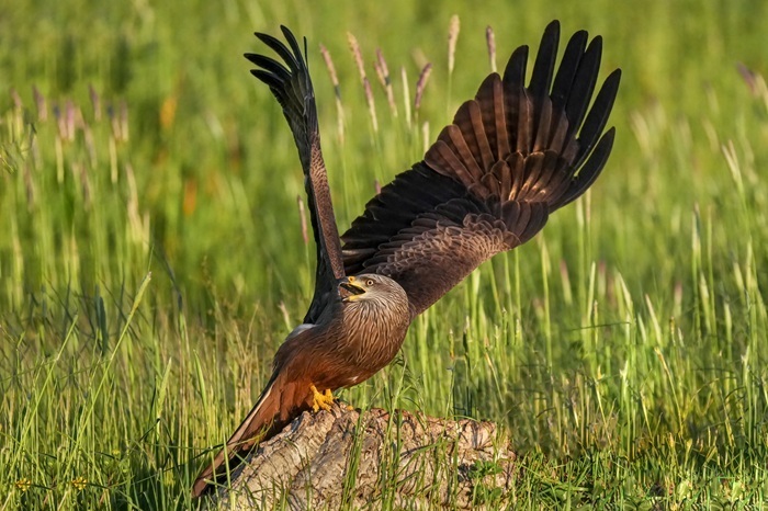 Vogelbeobachtung Reise Spanien