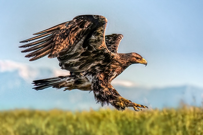 Adler fotografieren Spanien