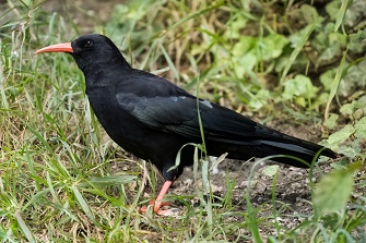 Alpenkrähe