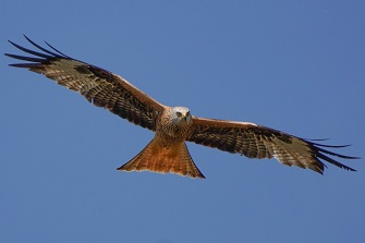 Vögel Altmühlsee