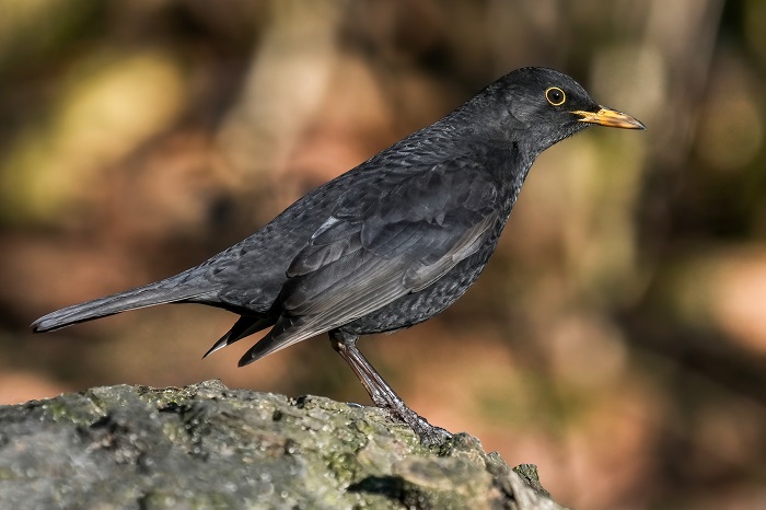 Amsel Männchen