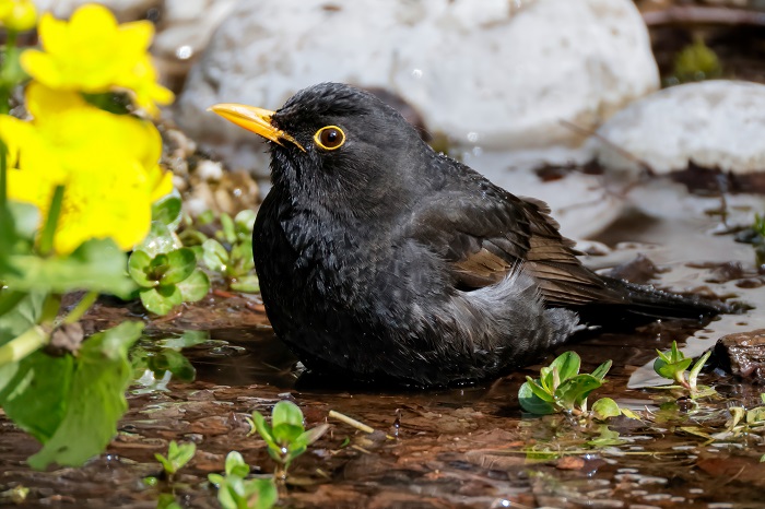 Amsel Männchen