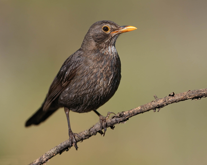 Amsel