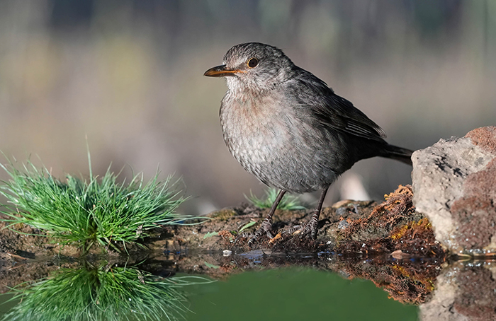 helle graue amsel