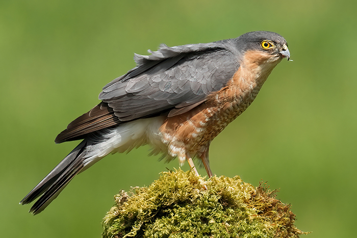 Ansitzfotografie Vögel Ansitzfotografie Greifvögel