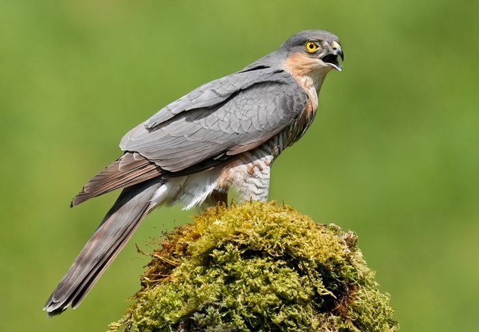 Ansitzfotografie Vögel