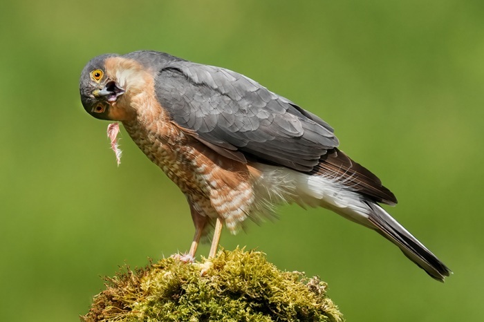 Ansitzfotografie Vögel
