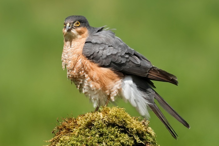 Ansitzfotografie Vögel