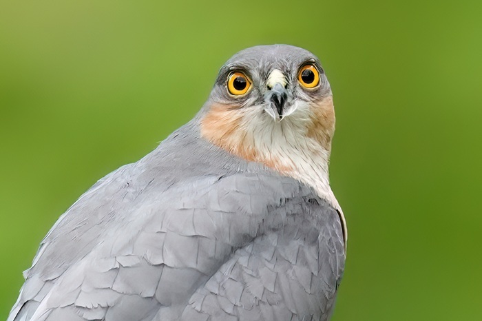 Ansitzfotografie Greifvögel