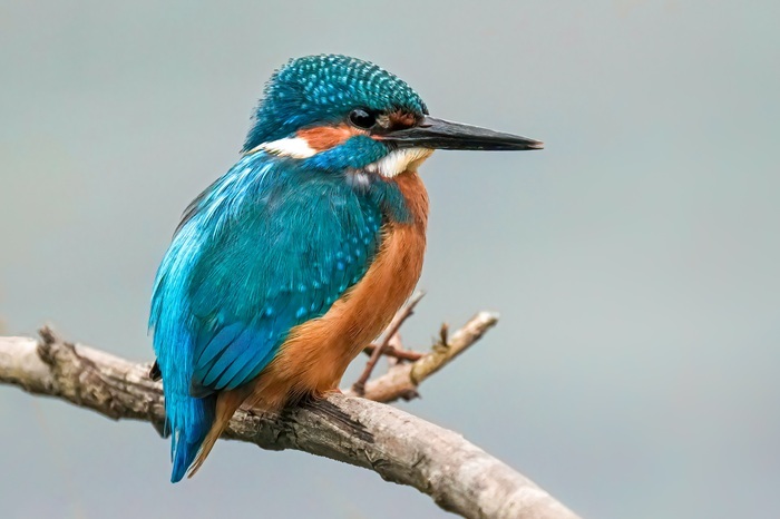 Ansitzfotografie Vögel Eisvogel