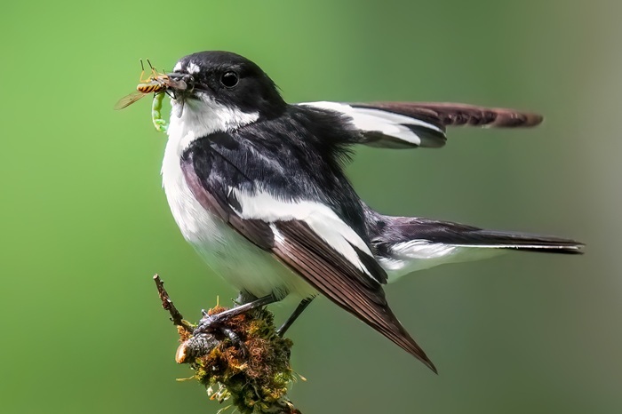 Ansitzfotografie Vögel