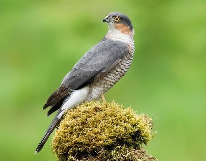 Ansitz Fotografie Vögel