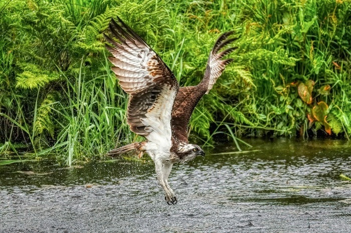 Vogel Ansitzfotografie