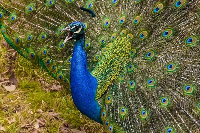Asiatische Vogelarten Vögel 