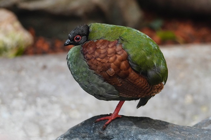 Asiatische Vogelarten Vögel Asien