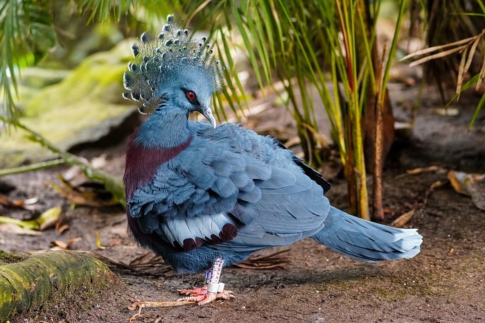 Asien Vögel Vogelarten 