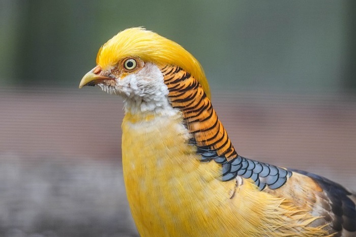 Fasan china