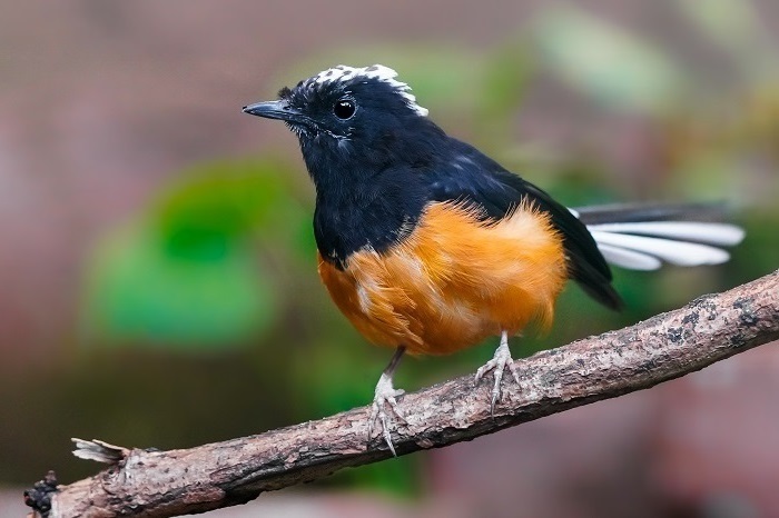 Vögel Asien Vogelarten Borneo