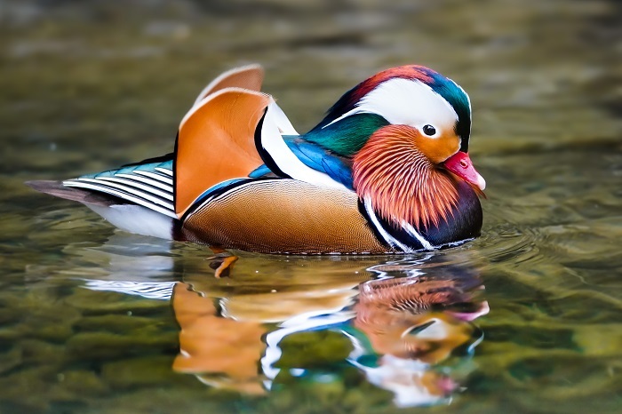 Vögel Asien 